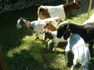 Caprette alla Mostra Mercato degli animali da cortile - arti e mestieri - portoni aperti di Aviano (PN), ora Fiera in "Piazza Milana"