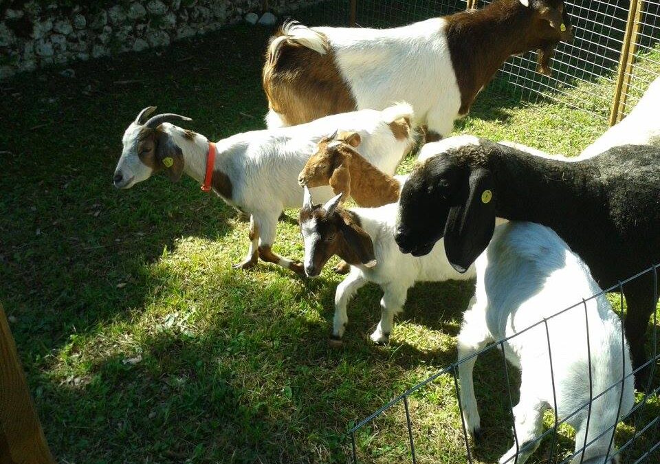 Caprette alla Mostra Mercato degli animali da cortile - arti e mestieri - portoni aperti di Aviano (PN), ora Fiera in "Piazza Milana"